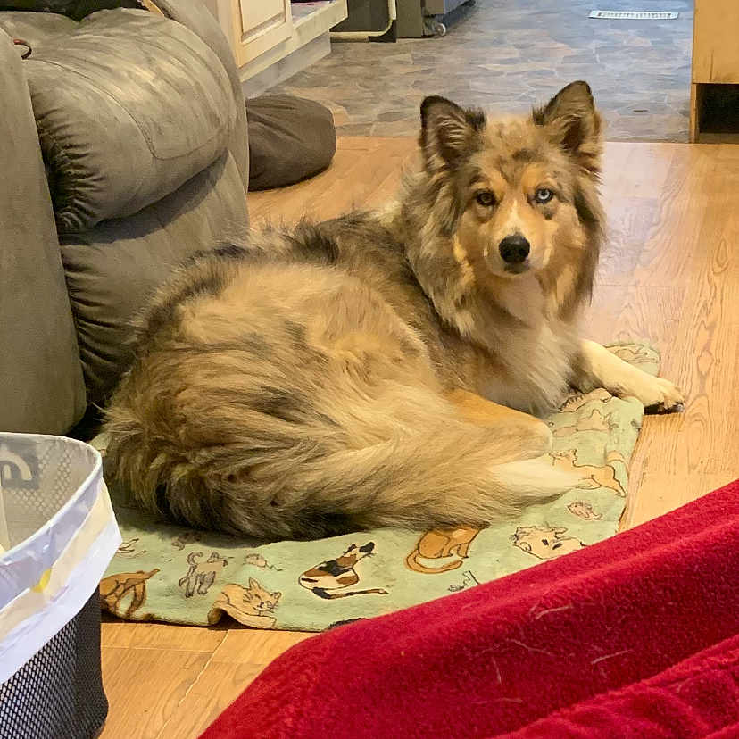 Padma is registered to the contest to win money with this photo: animal_print, blanket, carpet, chair, couch, cozy, dog, fur, heterochromia, home, indoor, kitchen, laying_down, living_space, pet, red_blanket, refrigerator, relaxed, table, wooden_floor