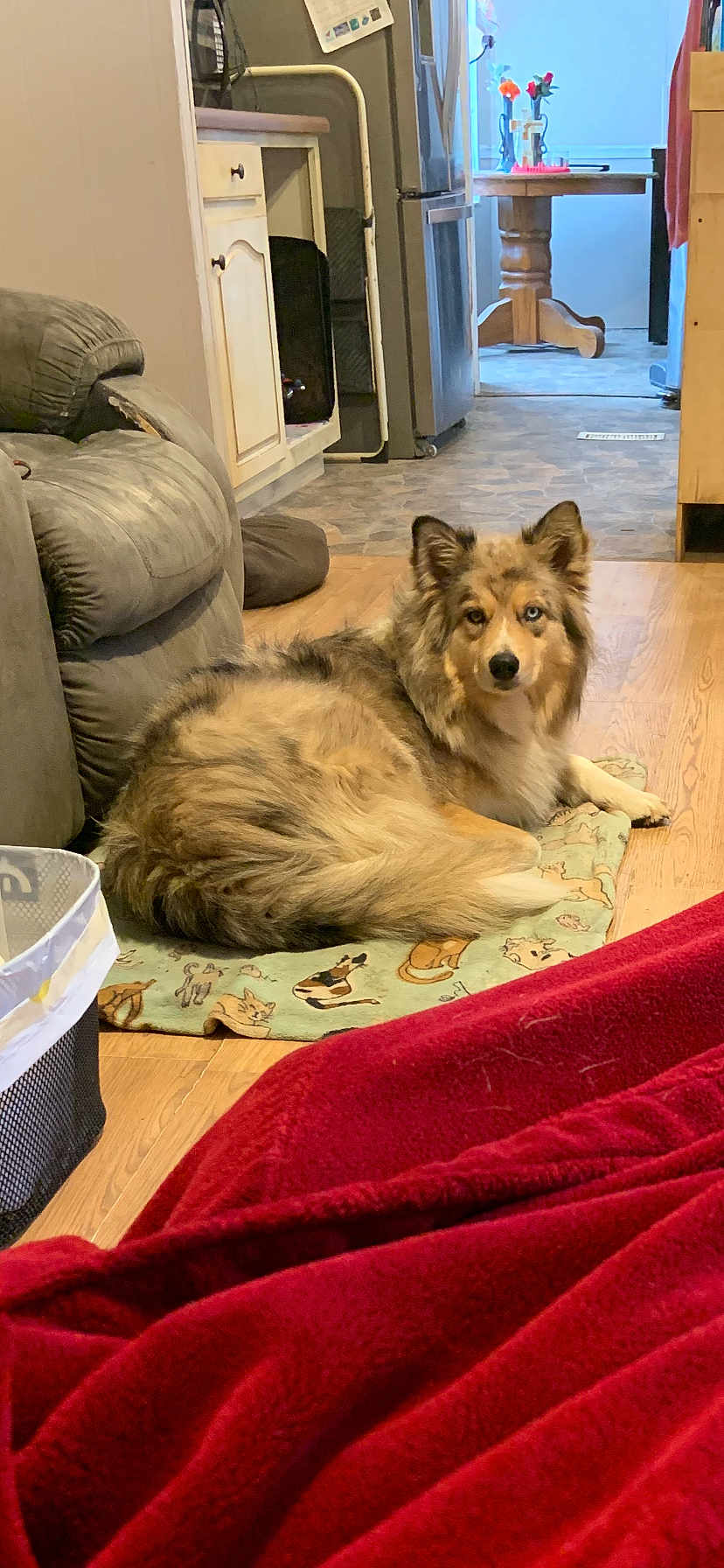 Padma is registered to the contest to win money with this photo: animal_print, blanket, carpet, chair, couch, cozy, dog, fur, heterochromia, home, indoor, kitchen, laying_down, living_space, pet, red_blanket, refrigerator, relaxed, table, wooden_floor