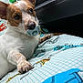 Doughboy is registered to the contest to win money with this photo: animal, blanket, brown_fur, car_interior, close_up, cute, dog, ears, fur, indoors, nose, pacifier, patterned_blanket, paw, pet, playful, puppy, resting, small_dog, white_fur