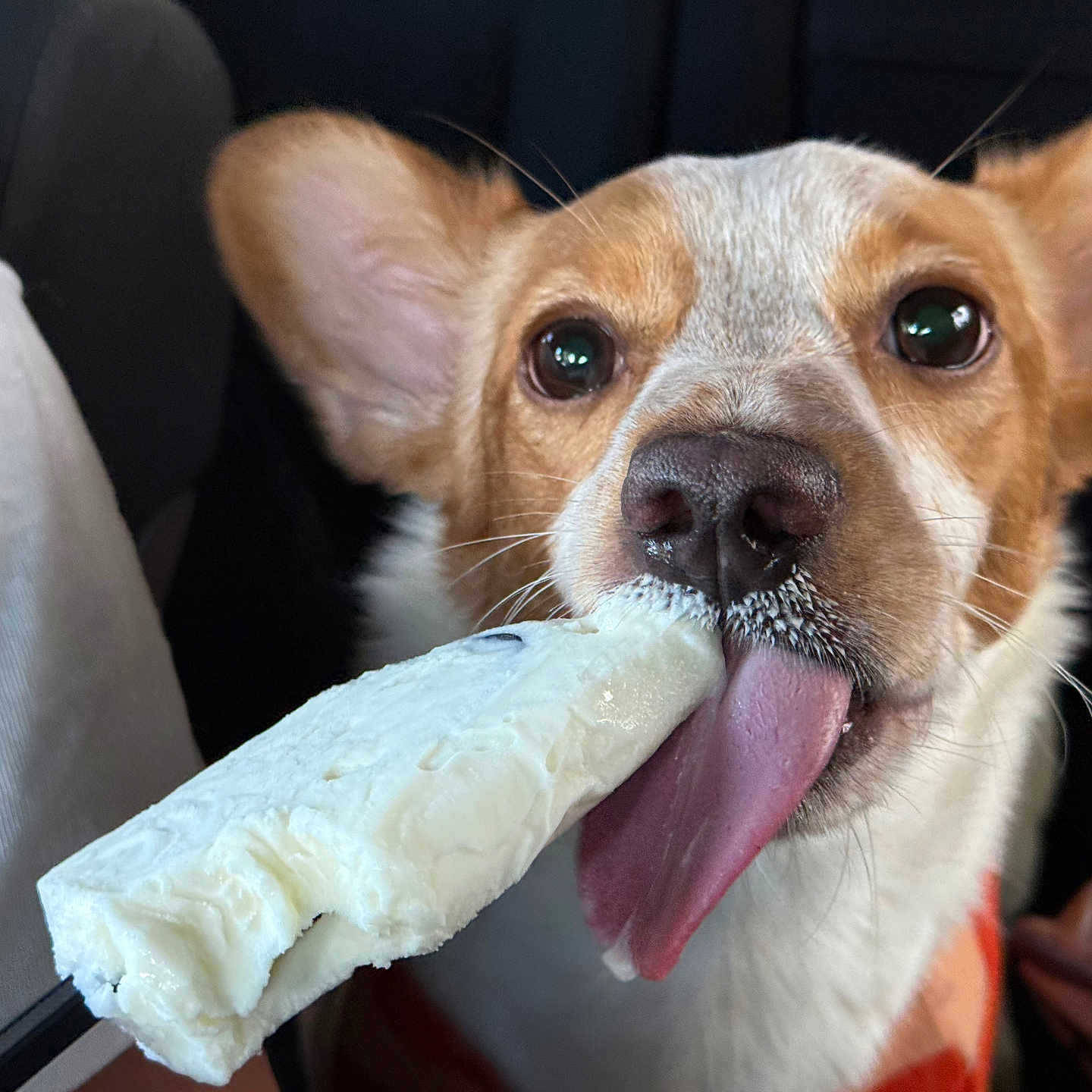 Doughboy is registered to the contest to win money with this photo: animal, brown_and_white, canine, close_up, cute, dog, ears, food, happy, indoor, licking, pet, playful, popsicle, portrait, snout, summer, tongue, tongue_out, treat