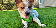 Doughboy joined the competition — help win amazing prizes! animal, canine, closeup, daytime, dog, ears, grass, greenery, happy, house, leisure, mammal, nature, outdoor, pet, playing, summer, sunlight, tongue_out, yard
