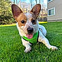 animal, canine, closeup, daytime, dog, ears, grass, greenery, happy, house, leisure, mammal, nature, outdoor, pet, playing, summer, sunlight, tongue_out, yard