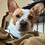 Doughboy is registered to the contest to win money with this photo: bedroom, blanket, brown_and_white, canine, close_up, collar, cozy, curious, dog, domestic_animal, ears, face, fur, furniture, indoor, looking, nose, pet, portrait, soft_light