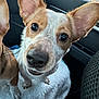 animal, blanket, canine, car_interior, closeup, companion, curious, cute, dog, ears, friend, front_view, fur, indoor, looking, pet, portrait, seat, whiskers, window