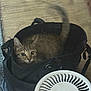 animal, bag, black_bag, cat, cozy, curious, cute, domestic, fan, feline, floor, household_item, indoor, looking, pet, sitting, tabby_cat, white_fan, wide_eyes, wooden_floor