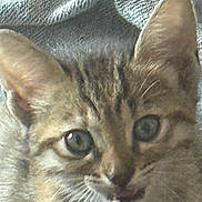 Kali is registered to the contest to win money with this photo: animal, cat, close_up, curious, cute, domestic_animal, ears, eyes, fabric, feline, fur, indoor, kitten, pet, resting, soft, tabby, texture, whiskers, young