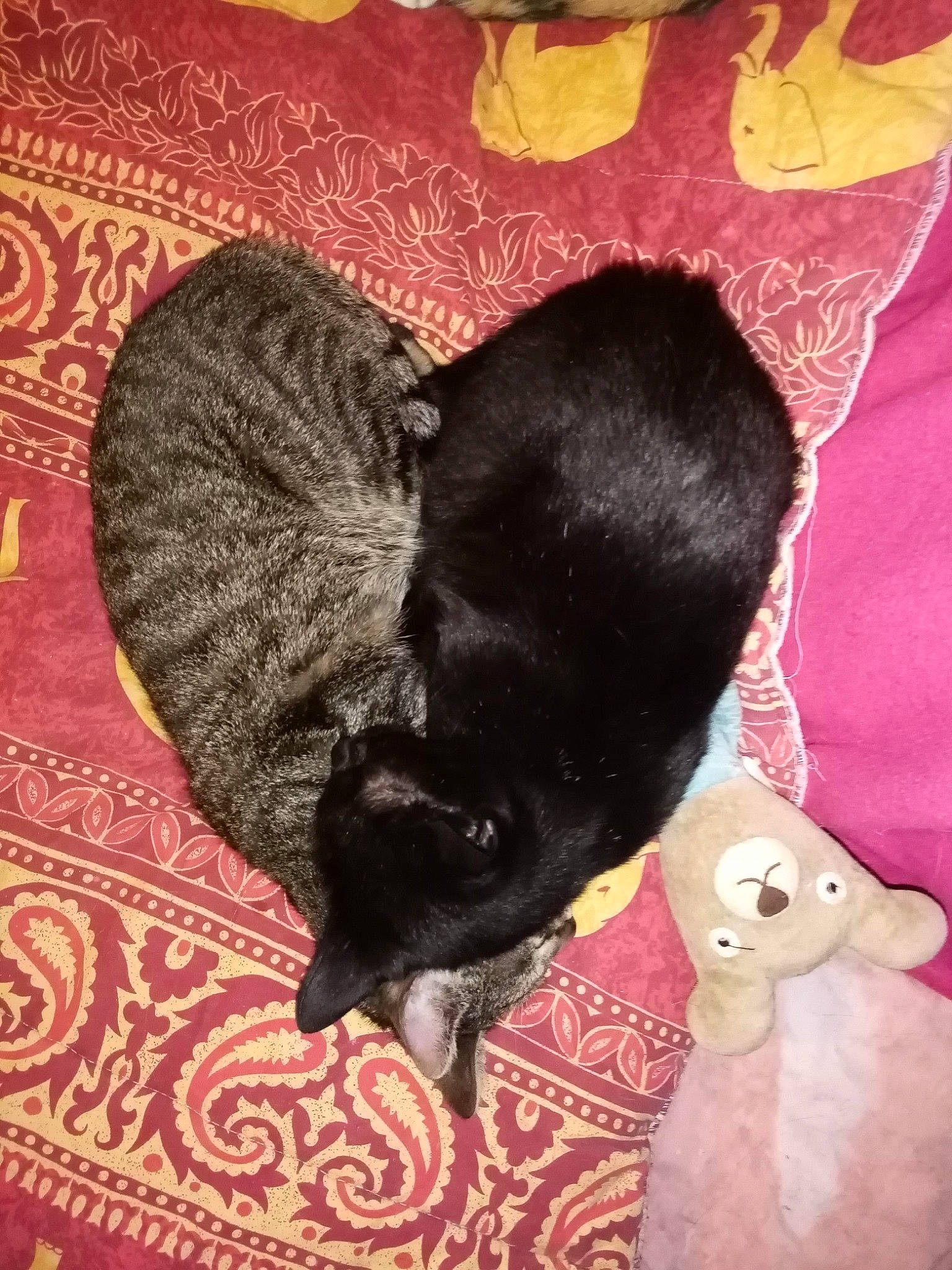 Spider Avec ça Maman participe au concours pour gagner de l'argent avec cette photo : black_cat, canidae, carnivore, cat, claw, comfort, fawn, felidae, fur, magenta, mammal, nap, pattern, sleeve, small_to_medium_sized_cats, snout, tail, terrestrial_animal, vertebrate, whiskers