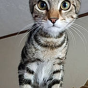 Daniel joined the competition — help win amazing prizes! animal, cat, closeup, curious, cute, domestic, ears, eyes, feline, fur, home, indoor, looking, mammal, pet, portrait, standing, tabby, whiskers, young_cat