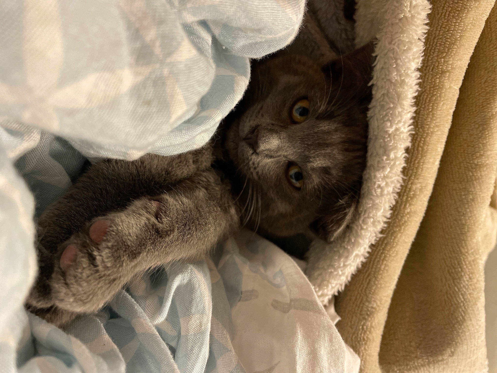 Soju participe au concours pour gagner de l'argent avec cette photo : claw, comfort, eye, fur, gesture, grey, monochrome, monochrome_photography, nail, pattern, paw, snout, stone_carving, tail, terrestrial_animal, wool, working_animal, wrinkle