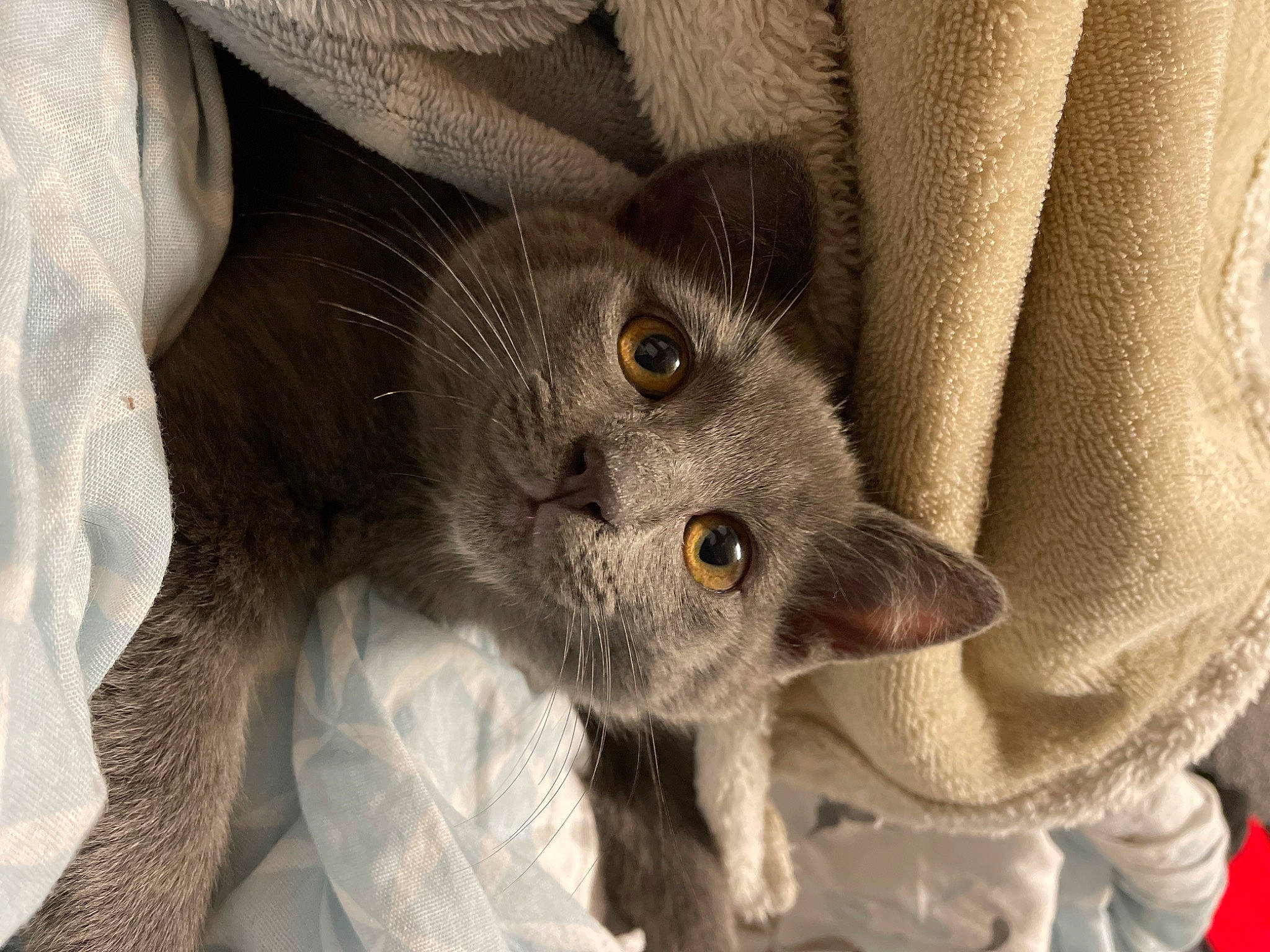 Soju a rejoint le concours — aidez-le/la à gagner de superbes lots ! carnivore, cat, cat_supply, claw, comfort, domestic_short_haired_cat, fawn, felidae, fur, gesture, grey, pattern, paw, russian_blue, small_to_medium_sized_cats, snout, tail, whiskers