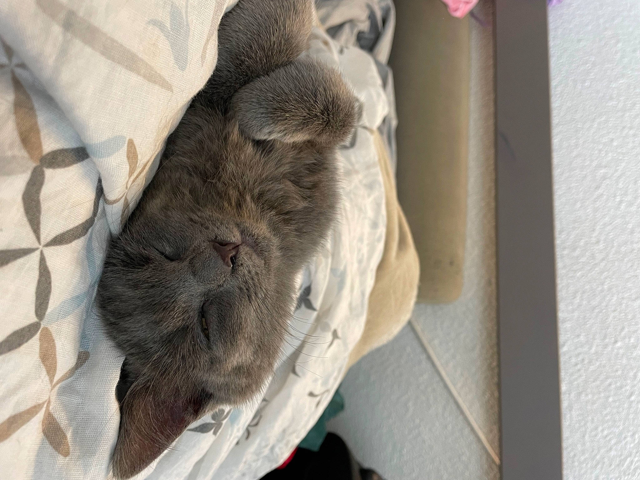 Soju participe au concours pour gagner de l'argent avec cette photo : canidae, carnivore, claw, dog_breed, domestic_short_haired_cat, fawn, felidae, fur, fur_clothing, grey, hide, linens, small_to_medium_sized_cats, snout, sporting_group, tail, whiskers, wood, wool, working_animal