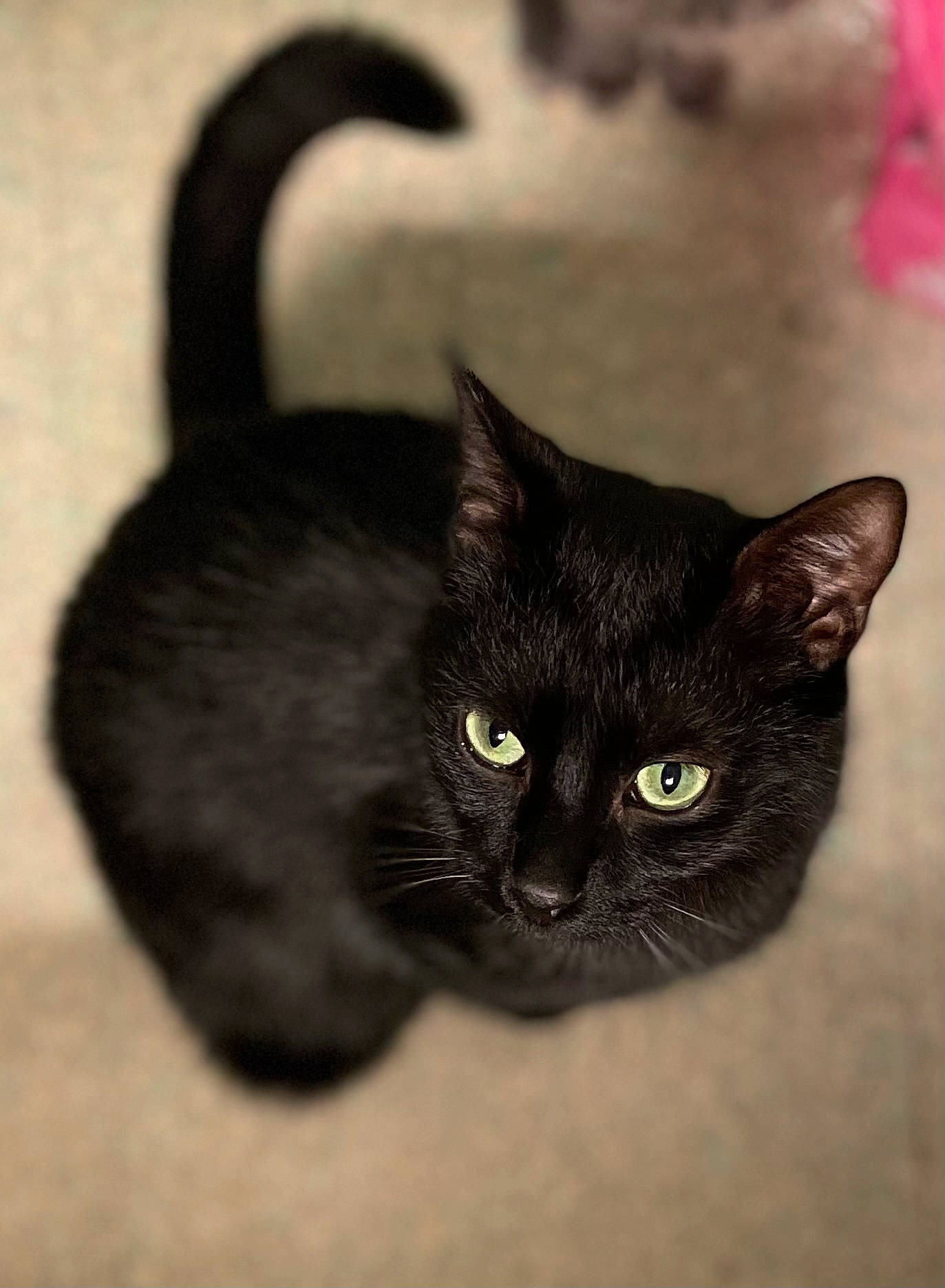 Saké a rejoint le concours — aidez-le/la à gagner de superbes lots ! black_cat, bombay, carnivore, cat, domestic_short_haired_cat, felidae, fur, monochrome_photography, small_to_medium_sized_cats, terrestrial_animal, whiskers