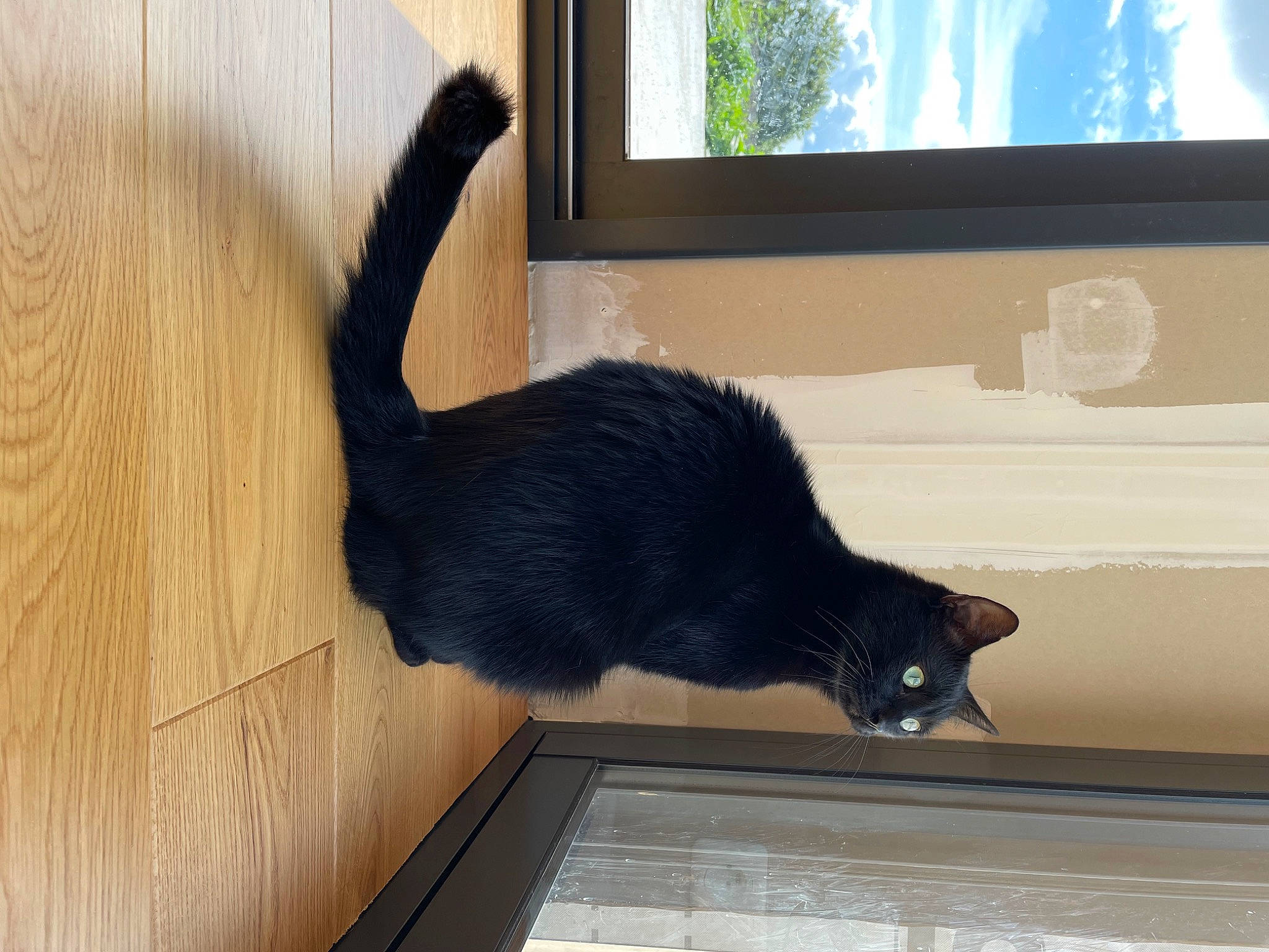 Saké a rejoint le concours — aidez-le/la à gagner de superbes lots ! black_cat, bombay, carnivore, cat, claw, comfort, domestic_short_haired_cat, felidae, floor, flooring, fur, hardwood, room, small_to_medium_sized_cats, tail, terrestrial_animal, whiskers, window, wood