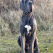 Toruk a rejoint le concours — aidez-le/la à gagner de superbes lots ! dog, great_dane, grass, outdoor, animal, pet, sitting, canine, collar, nature, mammal, fur, portrait, large_dog, heart_shaped_mark, quiet, watchful, ears, paws, daylight