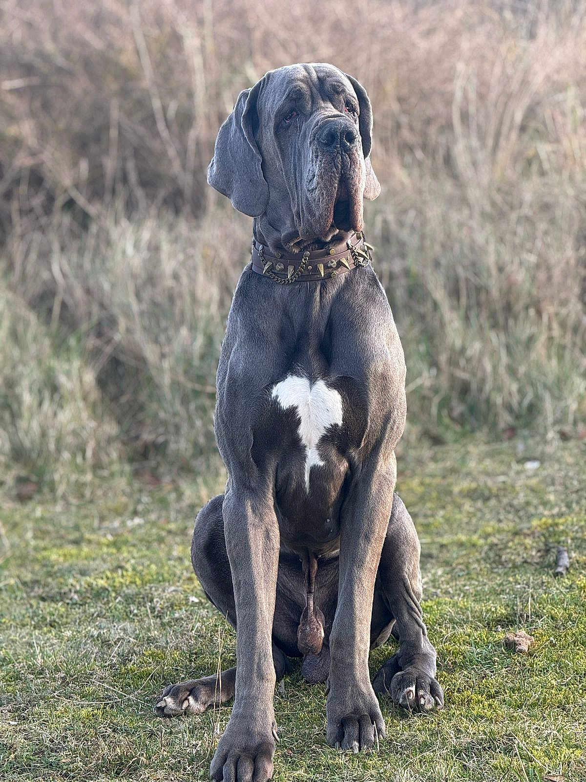 Toruk a rejoint le concours — aidez-le/la à gagner de superbes lots ! dog, great_dane, grass, outdoor, animal, pet, sitting, canine, collar, nature, mammal, fur, portrait, large_dog, heart_shaped_mark, quiet, watchful, ears, paws, daylight