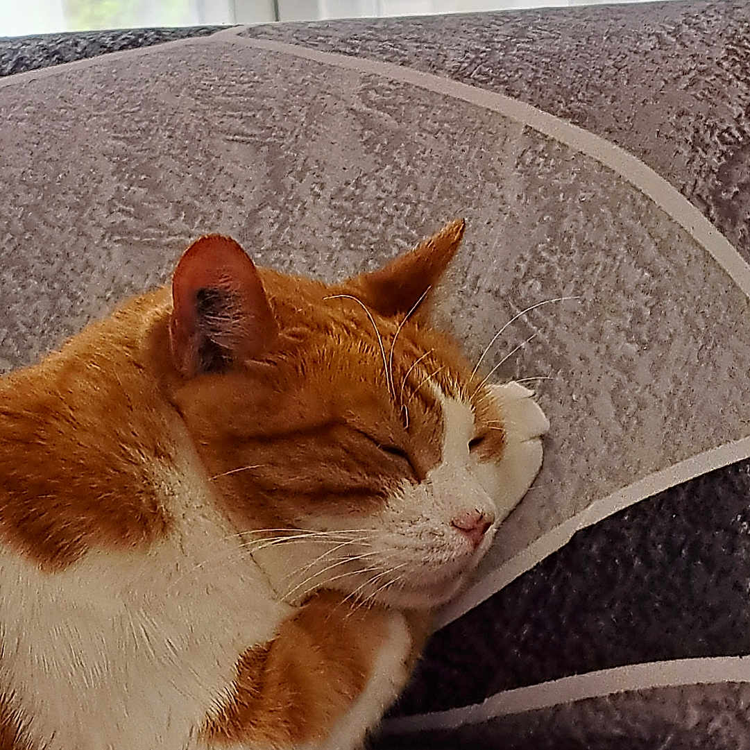 Caramel a rejoint le concours — aidez-le/la à gagner de superbes lots ! abyssinian, animal, architecture, armchair, building, cat, chair, computer, couch, furniture, hardwood, homedecor, indoors, interiordesign, kitten, livingroom, manx, pet, room, wood