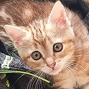 Loulou participe au concours pour gagner de l'argent avec cette photo : kitten, cat, tabby, fur, whiskers, close_up, pet, animal, cute, curious, eyes, face, ears, domestic_cat, feline, young, resting, fabric, zipper, indoor