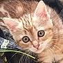 kitten, cat, tabby, fur, whiskers, close_up, pet, animal, cute, curious, eyes, face, ears, domestic_cat, feline, young, resting, fabric, zipper, indoor