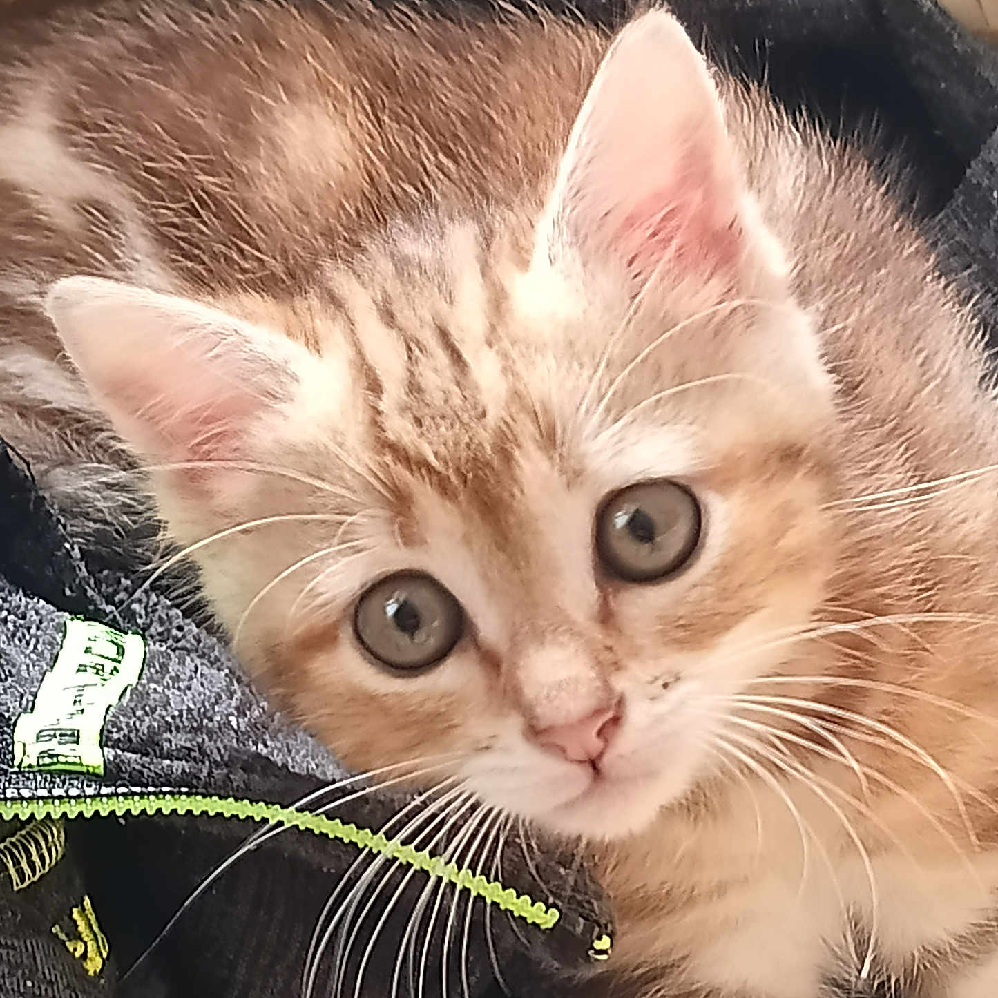 Loulou participe au concours pour gagner de l'argent avec cette photo : animal, cat, close_up, curious, cute, domestic_cat, ears, eyes, fabric, face, feline, fur, indoor, kitten, pet, resting, tabby, whiskers, young, zipper
