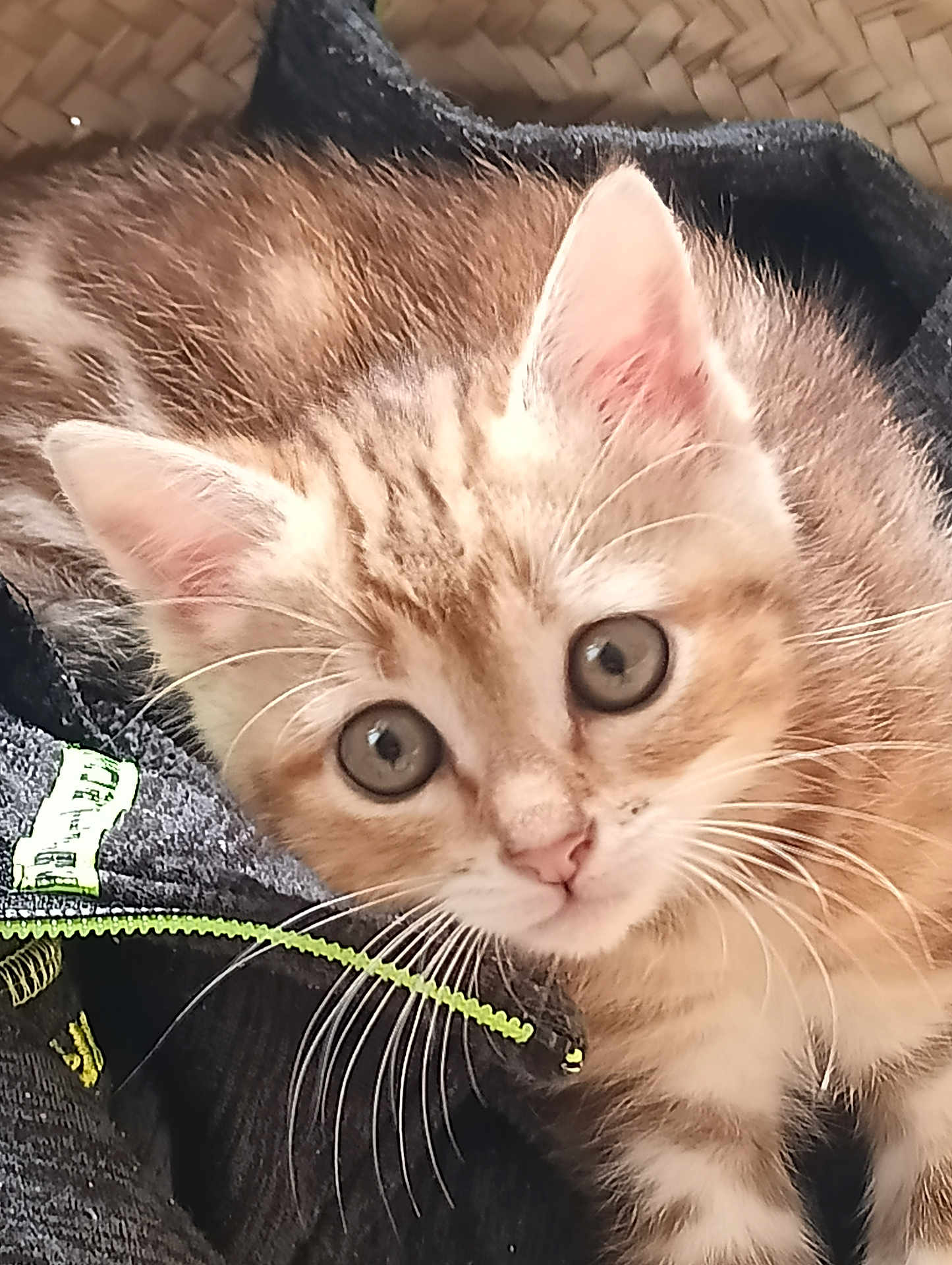 Loulou participe au concours pour gagner de l'argent avec cette photo : kitten, cat, tabby, fur, whiskers, close_up, pet, animal, cute, curious, eyes, face, ears, domestic_cat, feline, young, resting, fabric, zipper, indoor