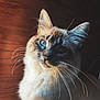 Luna is registered to the contest to win money with this photo: abyssinian, angora, animal, cat, hardwood, head, kitten, manx, person, pet, siamese, wood
