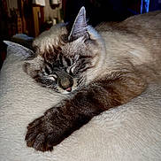 Luna is registered to the contest to win money with this photo: abyssinian, angora, animal, cat, couch, furniture, hardwood, kitten, manx, person, pet, siamese, sleeping, wood