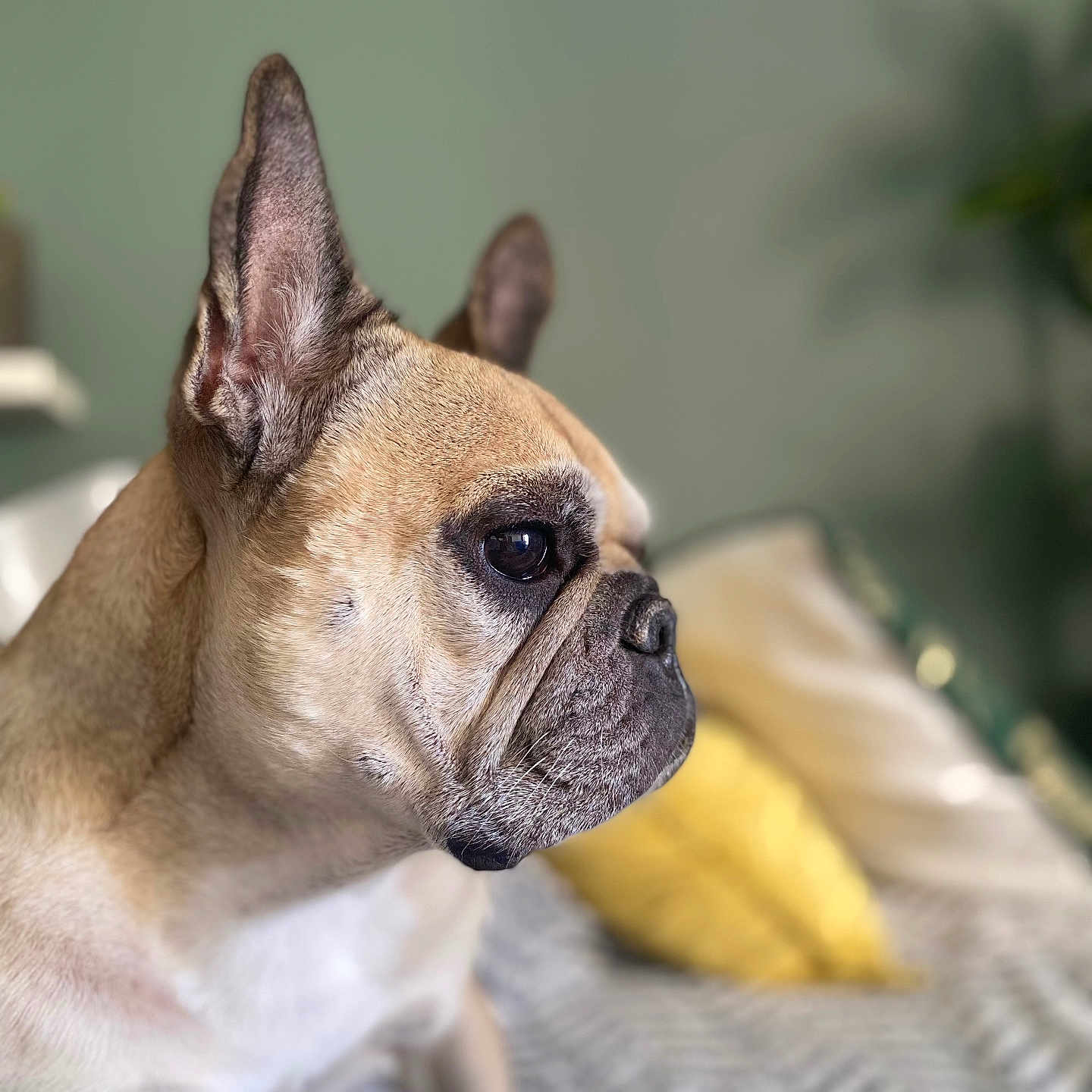 Lennie participe au concours pour gagner de l'argent avec cette photo : animal, background_blur, bed, canine, close_up, cute, dog, domestic_animal, ears, face, french_bulldog, fur, indoor, looking, pet, pillow, profile, resting, soft_light, texture