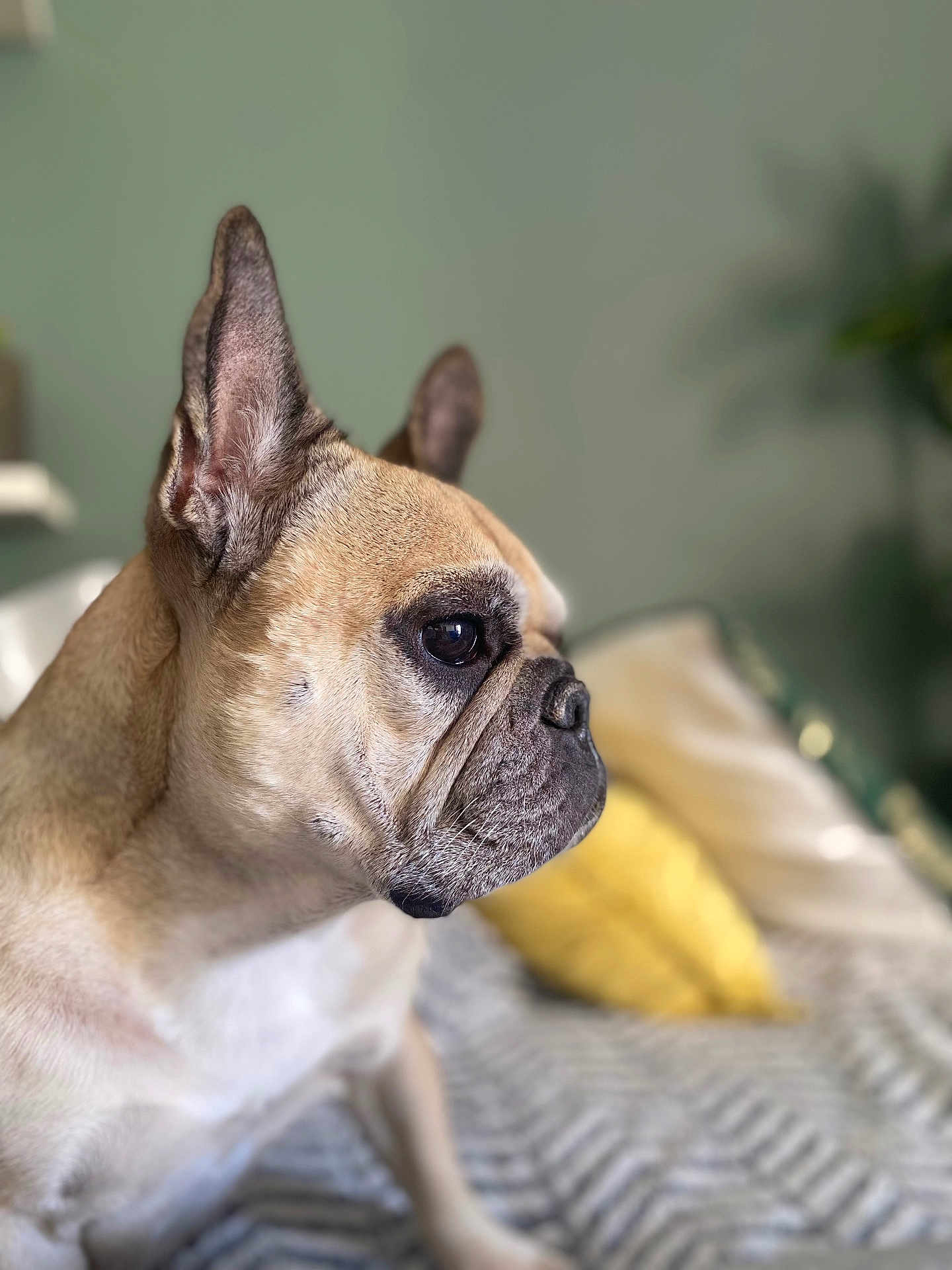 Lennie participe au concours pour gagner de l'argent avec cette photo : dog, french_bulldog, pet, close_up, profile, bed, pillow, indoor, fur, ears, face, animal, canine, cute, domestic_animal, looking, resting, texture, soft_light, background_blur