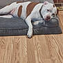 dog, brown_and_white, lying_down, dog_bed, wooden_floor, brick_wall, pet, domestic_animal, relaxed, indoor, collar, resting, canine, flooring, paw, snout, ear, fur, animal_bed, comfort