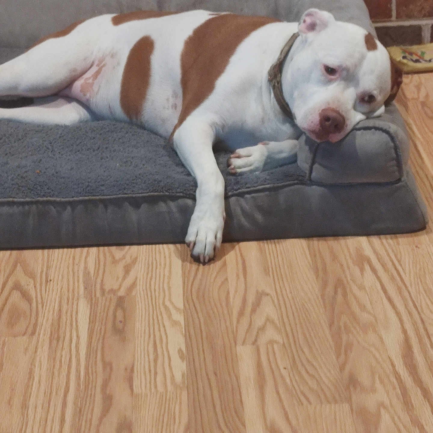 Lilly joined the competition — help win amazing prizes! animal_bed, brick_wall, brown_and_white, canine, collar, comfort, dog, dog_bed, domestic_animal, ear, flooring, fur, indoor, lying_down, paw, pet, relaxed, resting, snout, wooden_floor