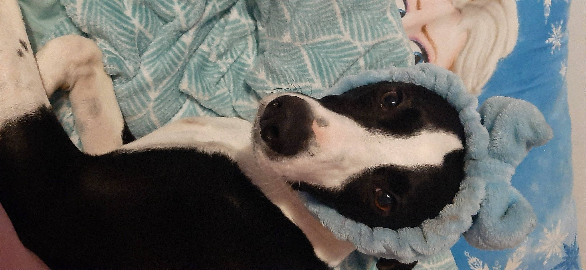 Roy a rejoint le concours — aidez-le/la à gagner de superbes lots ! canidae, carnivore, comfort, companion_dog, couch, dog, dog_breed, fur, guard_dog, human_leg, linens, non_sporting_group, pattern, paw, puppy_love, sporting_group, toy_dog, whiskers, working_animal, working_dog