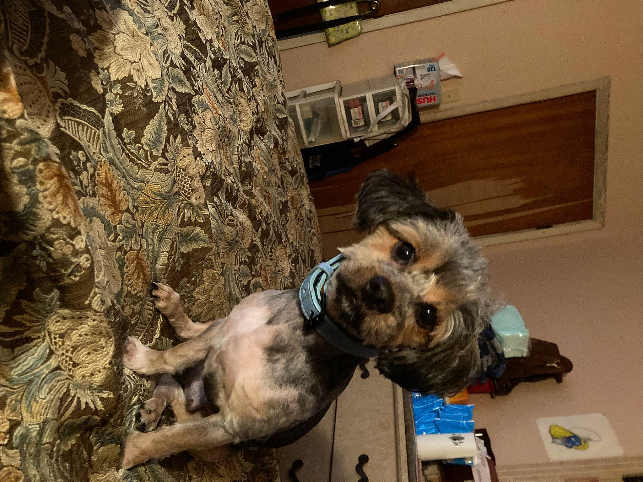 Ali is registered to the contest to win money with this photo: art, canidae, carnivore, collar, companion_dog, dog, dog_breed, dog_collar, fawn, flooring, fur, pet_supply, small_terrier, snout, sporting_group, terrier, tree, trunk, wood, working_animal