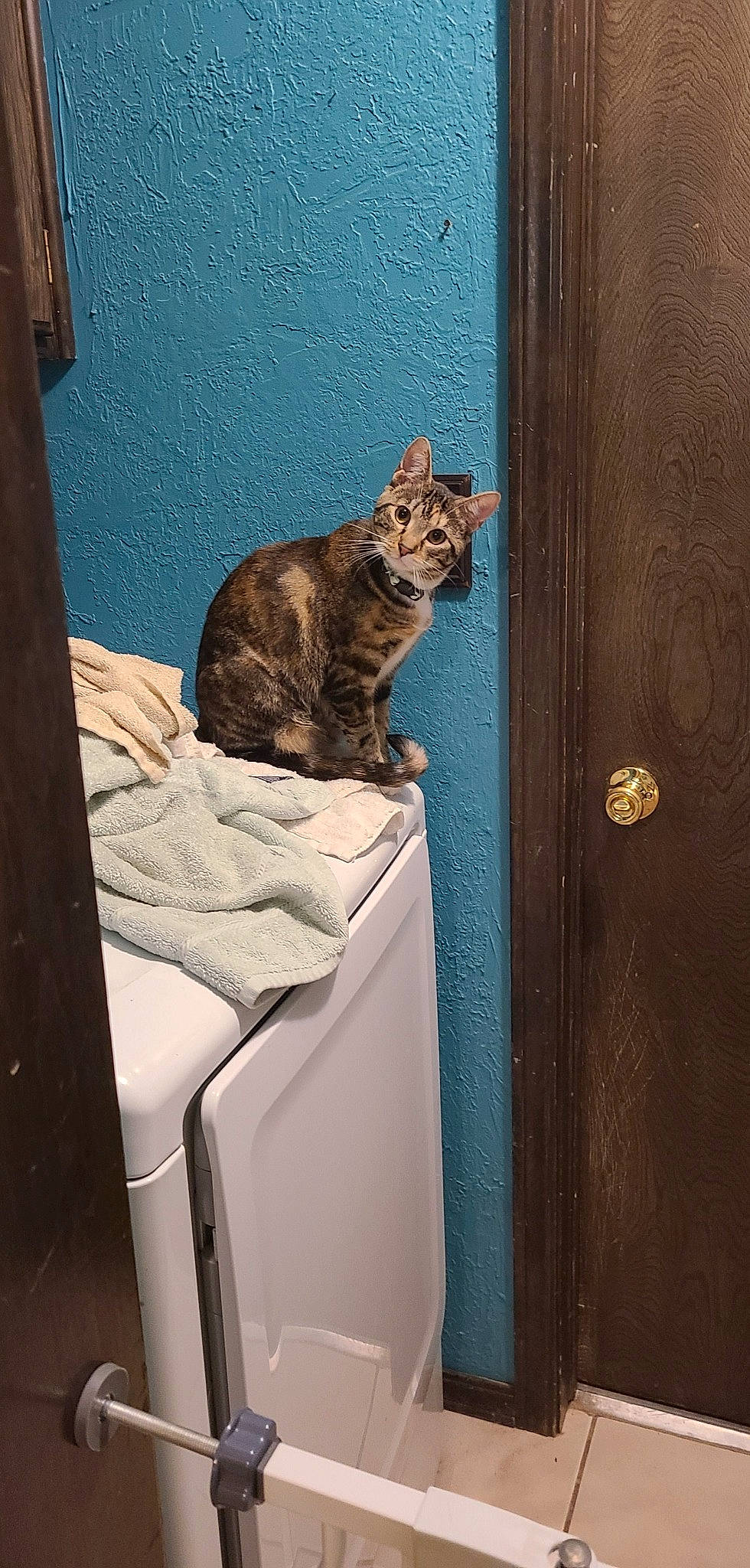 Fiona joined the competition — help win amazing prizes! brown, carnivore, cat, comfort, domestic_short_haired_cat, door, felidae, fur, grey, home_door, pet_supply, room, sitting, small_to_medium_sized_cats, snout, stairs, tail, terrestrial_animal, whiskers, wood