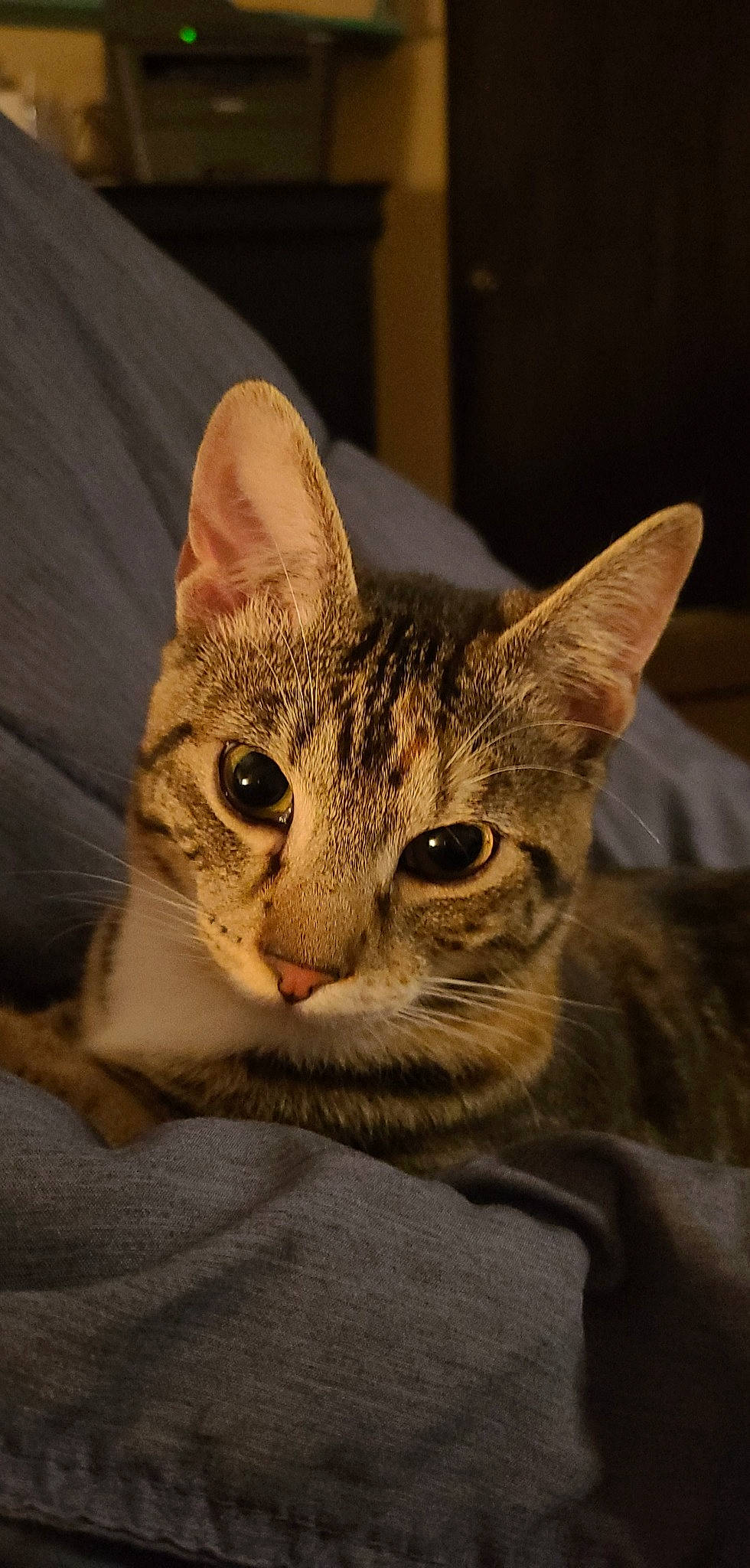 Fiona is registered to the contest to win money with this photo: carnivore, cat, domestic_short_haired_cat, ear, eye, felidae, fur, head, small_to_medium_sized_cats, snout, terrestrial_animal, whiskers, wildlife, window