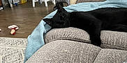 Thunder is registered to the contest to win money with this photo: black_cat, blanket, cat, chair, couch, cozy, domestic_animal, floor, furniture, home, indoor, interior, kitchen, living_room, modern, pet, relaxing, resting, sleepy, wood_floor