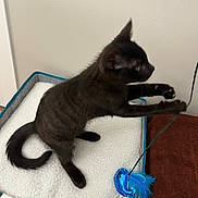 Thunder is registered to the contest to win money with this photo: black_cat, cat, pet_bed, toy, blue_toy, fish_toy, playing, indoor, feline, paw, fur, whiskers, tail, cozy, white_bed, brown_towel, wall, animal, pet, active