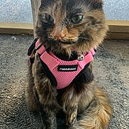 Rumble is registered to the contest to win money with this photo: cat, tortoiseshell, pink_harness, pet, animal, green_eyes, sitting, tail, fur, outdoor, asphalt, window, car_tire, collar_bell, closeup, domestic_cat, cute, feline, portrait, daylight