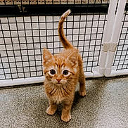 Taco joined the competition — help win amazing prizes! kitten, cat, orange_tabby, pet, animal, feline, young, indoor, curious, standing, tail, whiskers, floor, fence, enclosure, cute, fur, ears, eyes, looking_up