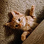 Taco is registered to the contest to win money with this photo: kitten, cat, orange_tabby, pet, carpet, curious, cute, feline, young_animal, indoor, paw, fur, whiskers, playful, animal, resting, soft_texture, close_up, adorable, domestic_cat