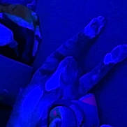 Joey is registered to the contest to win money with this photo: cat, stretching, blue_light, indoor, feline, pet, animal, blur, floor, paw, striped, tabby, relaxed, sleepy, cozy, resting, quiet, soft, nighttime, shadow