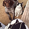 Buttercup is registered to the contest to win money with this photo: animal, black_and_white_cat, blanket, brown_dog, carpet, cat, companion, cozy, curious, dog, domestic, floor, furniture, home, indoor, looking_up, pet, pet_crate, resting, toy