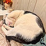 black_and_white, blanket, cat, cozy, curled_up, cute, domestic_animal, feline, flower_vase, fur, indoor, orange_flowers, paw, pet, pink_nose, relaxed, resting, sleeping, soft_texture, wood_panel_wall