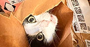 Buttercup is registered to the contest to win money with this photo: animal, black_and_white, box, brown, cat, closeup, curious, cute, domestic, face, feline, indoor, messy, paper_bag, pet, playful, shipping_label, tongue_out, whiskers, wide_eyes