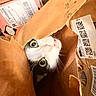 animal, black_and_white, box, brown, cat, closeup, curious, cute, domestic, face, feline, indoor, messy, paper_bag, pet, playful, shipping_label, tongue_out, whiskers, wide_eyes