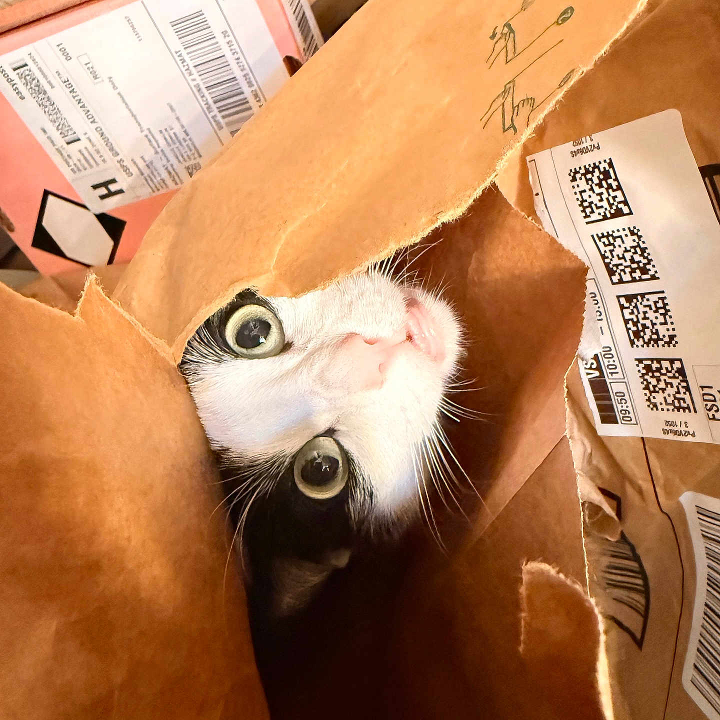 Buttercup is registered to the contest to win money with this photo: animal, black_and_white, box, brown, cat, closeup, curious, cute, domestic, face, feline, indoor, messy, paper_bag, pet, playful, shipping_label, tongue_out, whiskers, wide_eyes