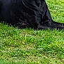 animal, black_dog, canine, daylight, dog, domestic_animal, fur, grass, greenery, lawn, lying_down, mammal, nature, outdoor, peaceful, pet, quiet, relaxed, resting, side_view