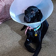 Rainy is registered to the contest to win money with this photo: animal, black_dog, blanket, calm, carpet, collar, cone_collar, dog, domestic_animal, floor, household, indoor, injury_collar, laying_down, looking_away, pet, plastic_cone, resting, sad, tag