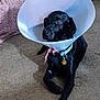 animal, black_dog, blanket, calm, carpet, collar, cone_collar, dog, domestic_animal, floor, household, indoor, injury_collar, laying_down, looking_away, pet, plastic_cone, resting, sad, tag