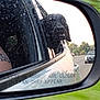 animal, black_dog, car, daytime, dog, driving, grass, nature, outdoor, pet, rearview_mirror, reflection, road, roadside, side_mirror, street, tongue, traffic, vehicle, window