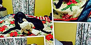 Rainy joined the competition — help win amazing prizes! bed, black_dog, blanket, collage, comfort, cozy, curtains, dog, floral_pattern, furniture, home, indoor, lying_down, pet, playing, plush_toy, relaxing, sleeping, stuffed_animal, yellow_wall